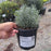 Lavender, Phenomenal® Lavender
