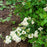 Spiraea nipponica 'Snowmound'  - Snowmound Spirea