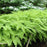 Fern, Northern Maidenhair Fern