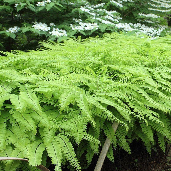 Fern, Northern Maidenhair Fern