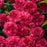 Dianthus, Fruit Punch® Raspberry Ruffles Dianthus