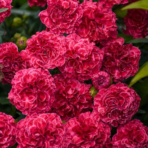 Dianthus, Fruit Punch® Raspberry Ruffles Dianthus