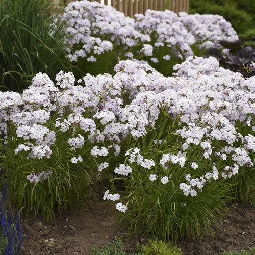 Phlox, Opening Act Pink-A-Dot Phlox