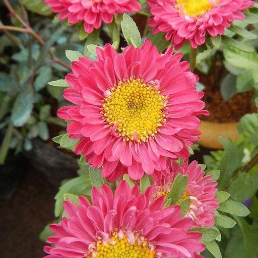 Aster, Kickin Carmine Red Aster