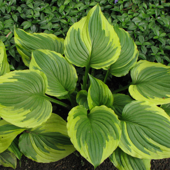 Hosta f. 'Aureomarginata'  - Aureomarginata Hosta