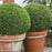 Buxus microphylla 'Bulthouse'  - Sprinter® Boxwood