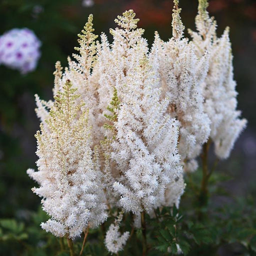Astilbe chinensis 'You and Me Together'  - You And Me Together Astilbe