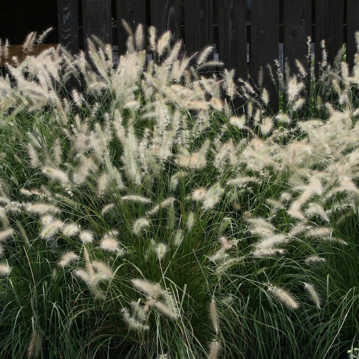 Grass, Fountain Grass