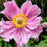 Anemone, Fantasy™ Pocahontas Anemone