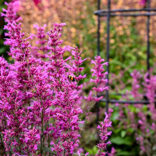 Hyssop, Meant to Bee® Royal Raspberry Agastache