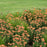 Yarrow, Firefly Peach Sky Yarrow
