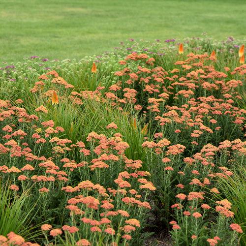Yarrow, Firefly Peach Sky Yarrow