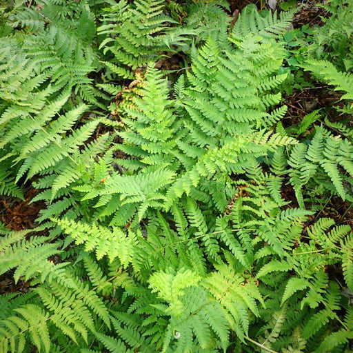 Fern, Eastern Wood Fern, Leatherwood Fern