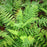 Fern, Eastern Wood Fern, Leatherwood Fern