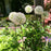Allium, Mount Everest Ornamental Onion