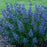 Caryopteris x clandonensis 'CT-9-12'  - Beyond Midnight® Bluebeard