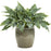 Hosta 'Waterslide' PP30303  - PW® Shadowland® 'Waterslide' Hosta