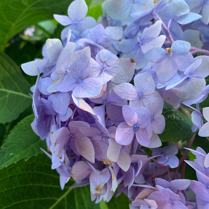 Hydrangea macrophylla 'Bailmer’  - Endless Summer® The Original Hydrangea