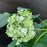 Hydrangea arborescens 'Annabelle'  - Mophead Hydrangea, Annabelle Hydrangea