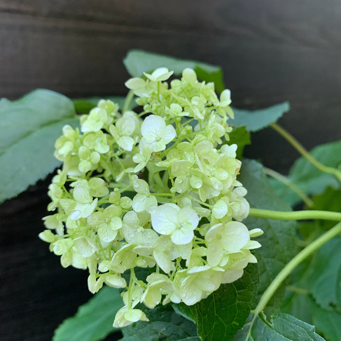 Hydrangea arborescens 'Annabelle'  - Mophead Hydrangea, Annabelle Hydrangea