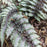 Fern, Japanese Painted Fern