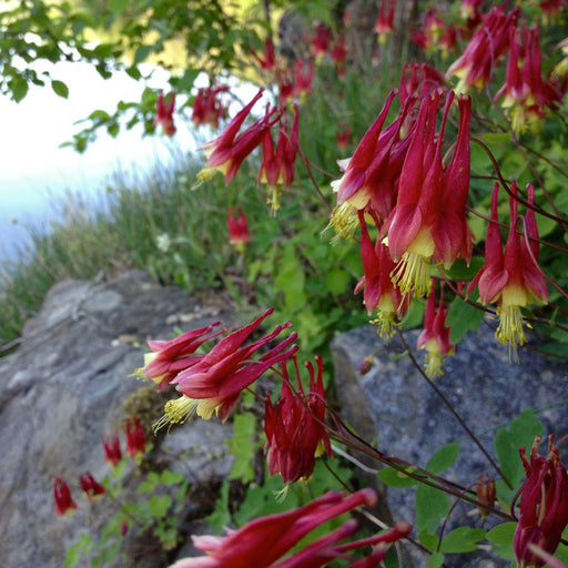 Aquilegia canadensis  - Wild Columbine
