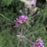 Verbena, Lollipop Verbena