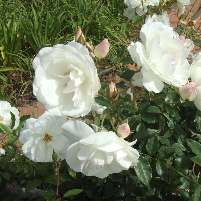 Rosa 'Korbin'  - Iceberg Rose