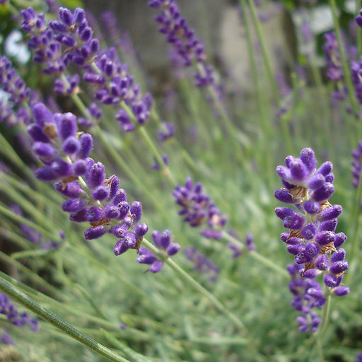 Lavender, Hidcote English Lavender