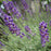Lavender, Hidcote English Lavender