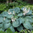 Hosta sieboldiana 'Elegans'  - Elegans Hosta