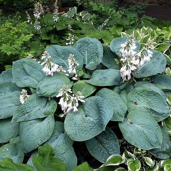 Hosta sieboldiana 'Elegans'  - Elegans Hosta