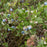 Vaccinium angustifolium  - Lowbush Blueberry