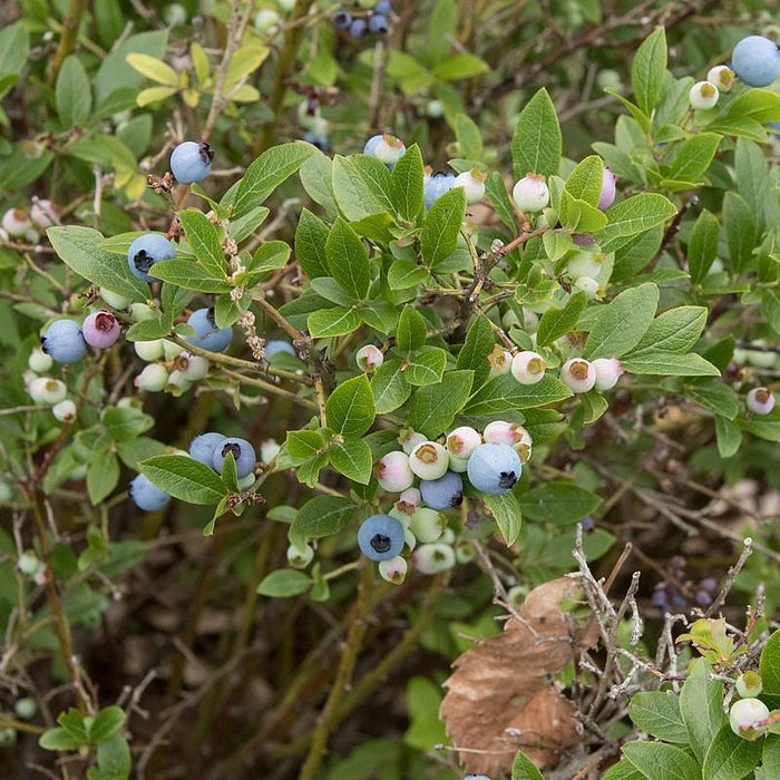 Vaccinium angustifolium  - Lowbush Blueberry