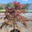 Maple, Crimson Queen Japanese Maple