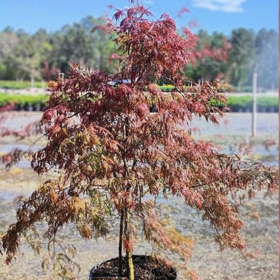 Maple, Crimson Queen Japanese Maple