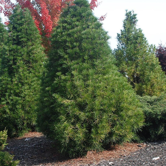 Sciadopitys verticillata 'Wintergreen'  - Wintergreen Umbrella Pine
