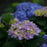 Hydrangea macrophylla 'SMHMES14'  - Let's Dance® Rhythmic Blue® Hydrangea