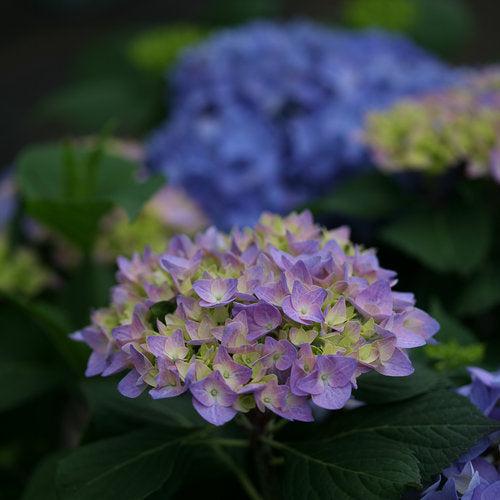 Hydrangea macrophylla 'SMHMES14'  - Let's Dance® Rhythmic Blue® Hydrangea