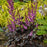 Astilbe, Dark Side of the Moon Astilbe