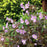 Geranium maculatum 'Espresso'  - Espresso Wild Cranesbill