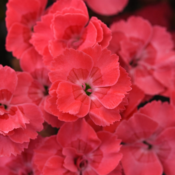 Dianthus, EverLast™ Peach Dianthus
