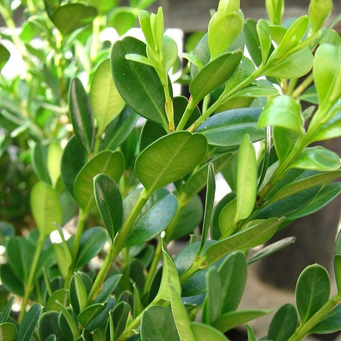 Boxwood, Little Missy Boxwood