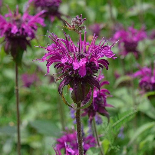 Bee Balm, Rockin' Raspberry Bee Balm