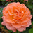 Rosa x 'BOZFRA221'  - Reminiscent™ Coral Rose
