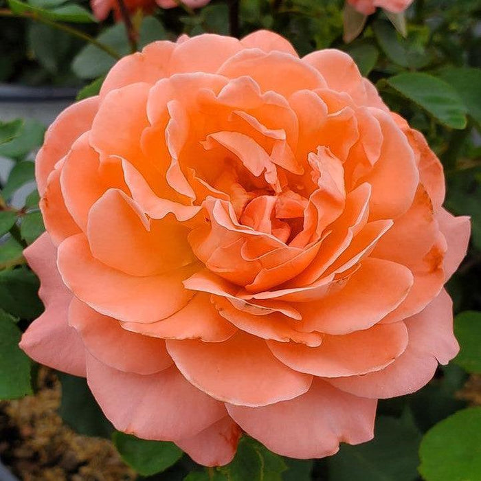 Rosa x 'BOZFRA221'  - Reminiscent™ Coral Rose