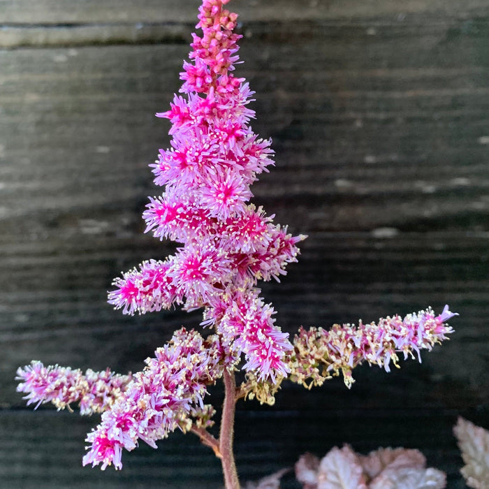 Astilbe, Dark Side of the Moon Astilbe