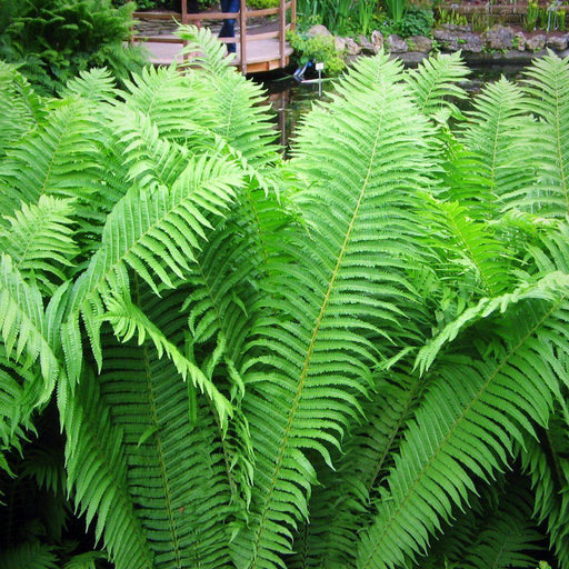 Fern, Ostrich Fern