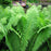Fern, Ostrich Fern