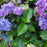Hydrangea macrophylla 'P11HM-11'  - Endless Summer® Bloomstruck® Hydrangea